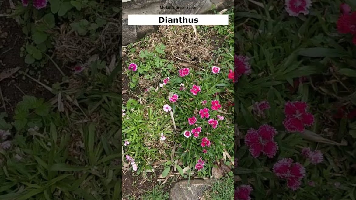 Dianthus | Multiple colors | #shorts