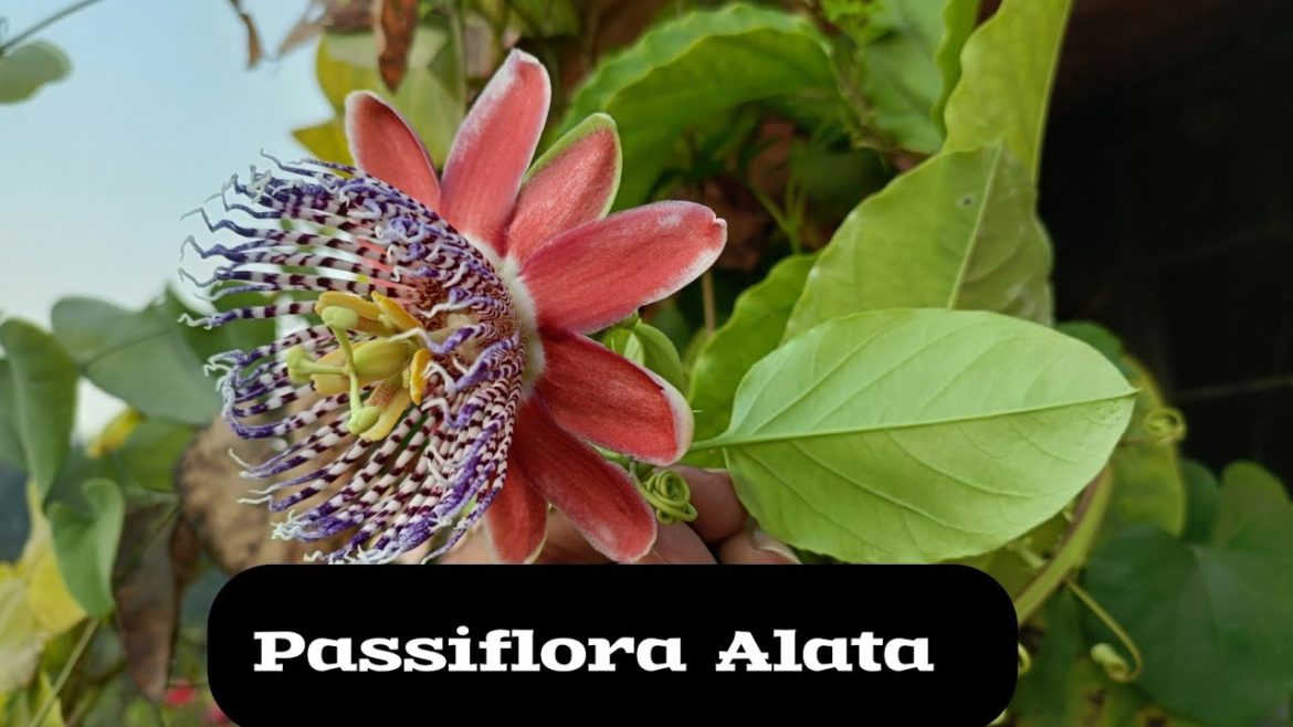 Passion flower/ Passiflora alata care & grow in container