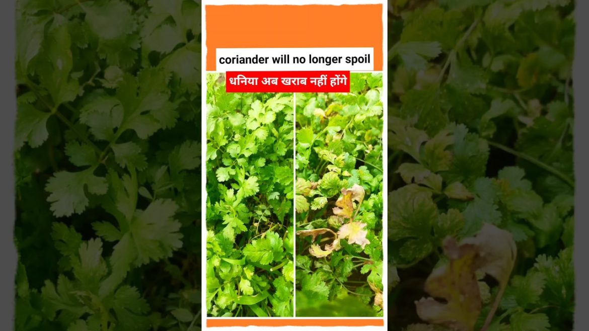 #shorts#gardeningtips & home gardening#garden ideas care & grow coriander & disease control atgarden #shorts#gardeningtips & home gardening#garden ideas care & grow coriander & disease control atgarden