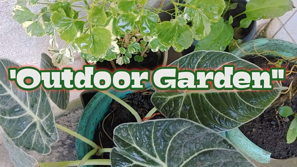Plants|garden ideas|outdoor garden|garden tour