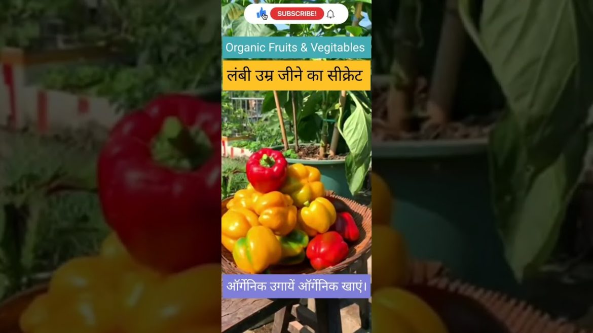 #secret of #living #long #life #healthy #organic #organicfood #viral #shorts #short #shortvideo #secret of #living #long #life #healthy #organic #organicfood #viral #shorts #short #shortvideo