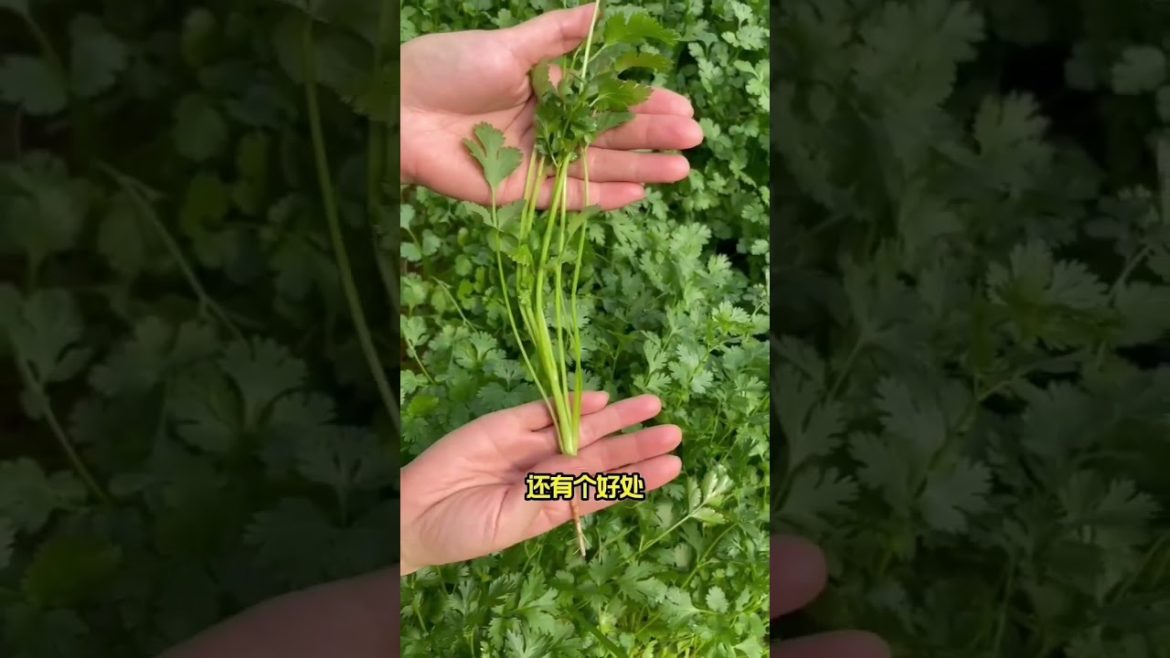 how to growing vegetable #natural #satisfying