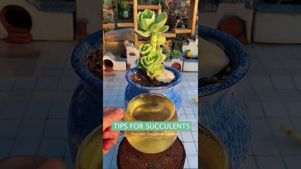 Useful tips for succulents 多肉植物 | 다육이들 | Suculentas
