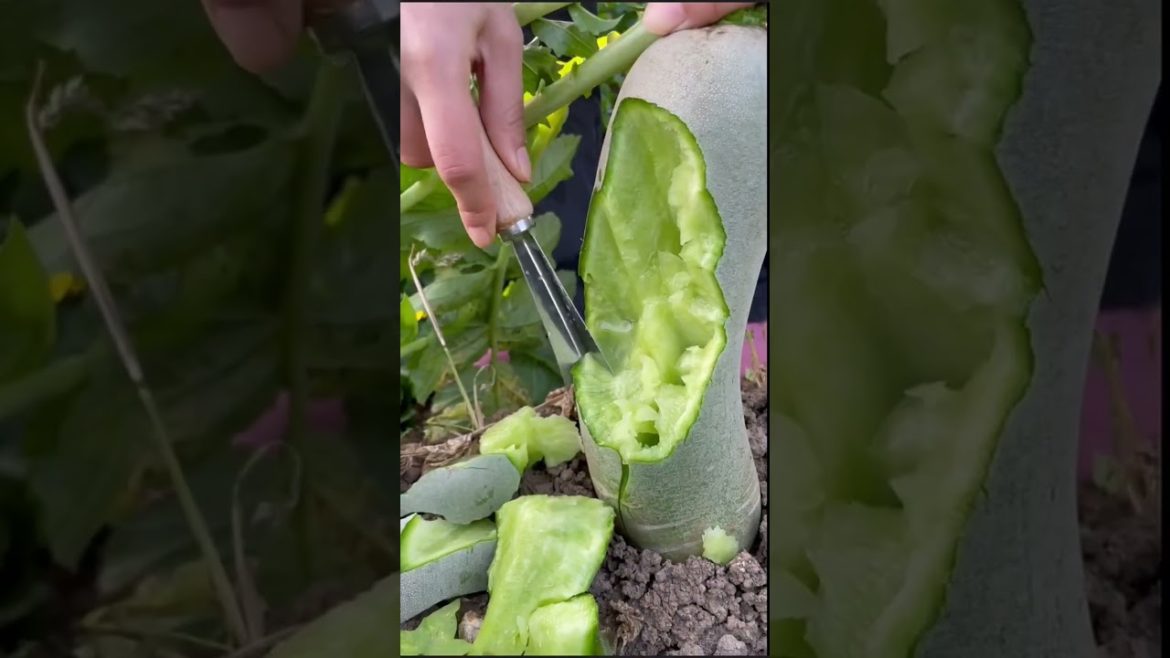 how to growing vegetable #natural #satisfying how to growing vegetable #natural #satisfying