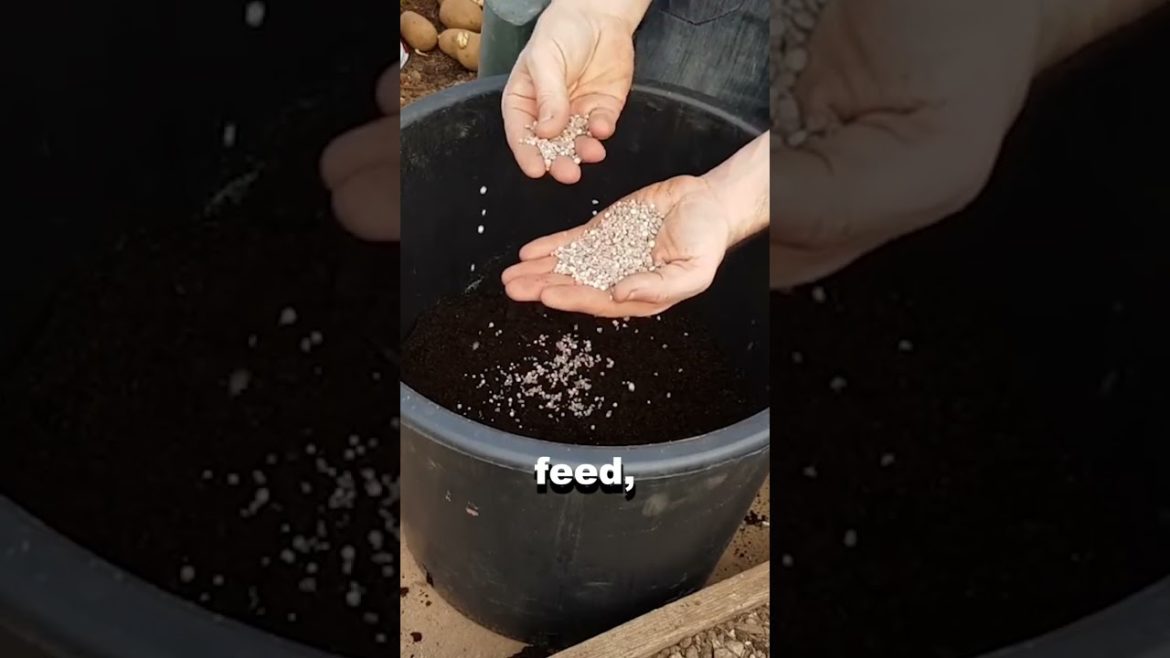 Container Potatoes Thrive with These Fertilizers #shorts Container Potatoes Thrive with These Fertilizers #shorts