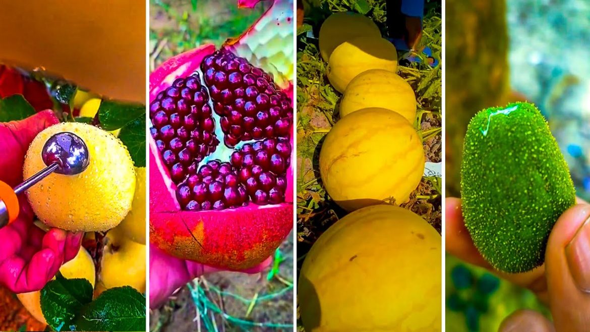 🍇🥝The Most Popular Fruit In The World! || Episode 17 || Apc Fruit🥝🥭 🍇🥝The Most Popular Fruit In The World! || Episode 17 || Apc Fruit🥝🥭