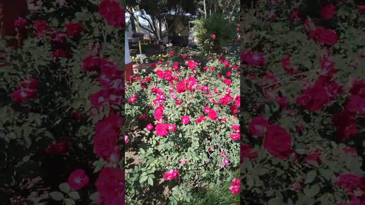 Ash rose garden| diy rose garden ideas |Ash landscaping ideas | rose gardening |  landscaping ideas