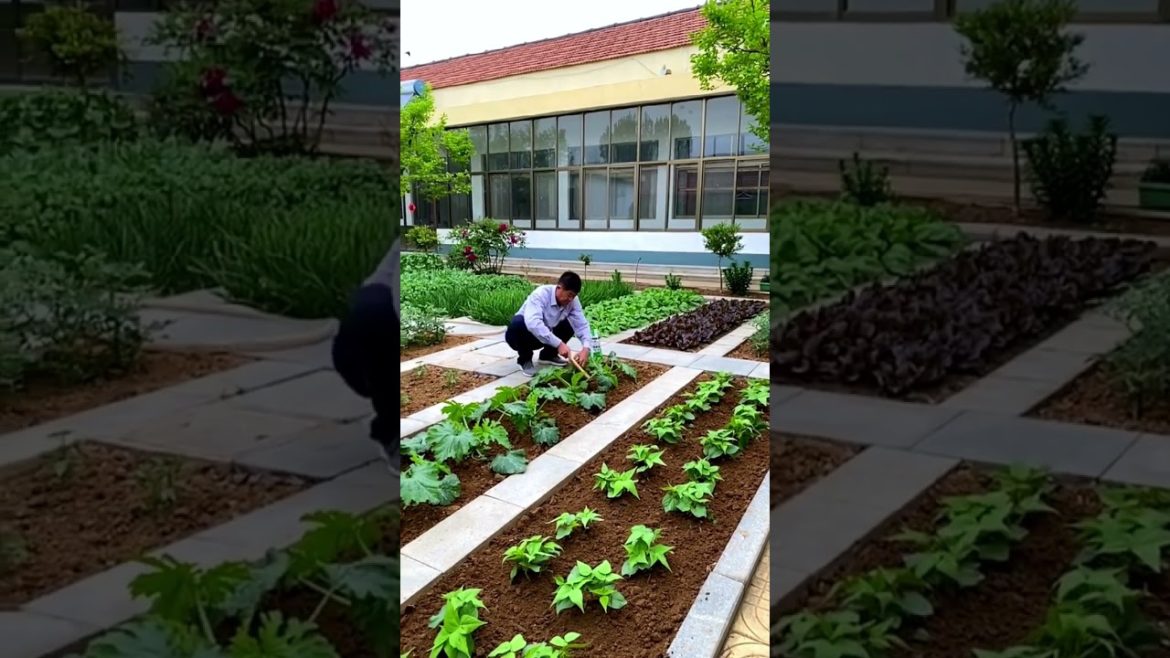 how to growing vegetable #natural #satisfying