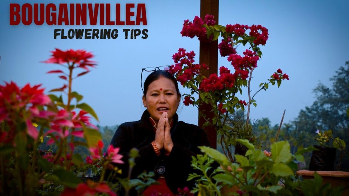 How To Get More Flowers In Bougainvillea Plants? Bougainvillea Flowering Tips in Nepali