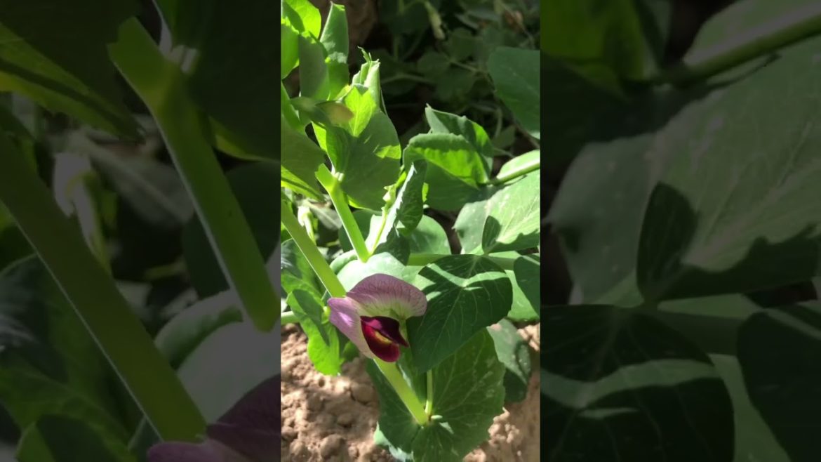 Different stages of Garden pea. 🥗#gardening #vegetables