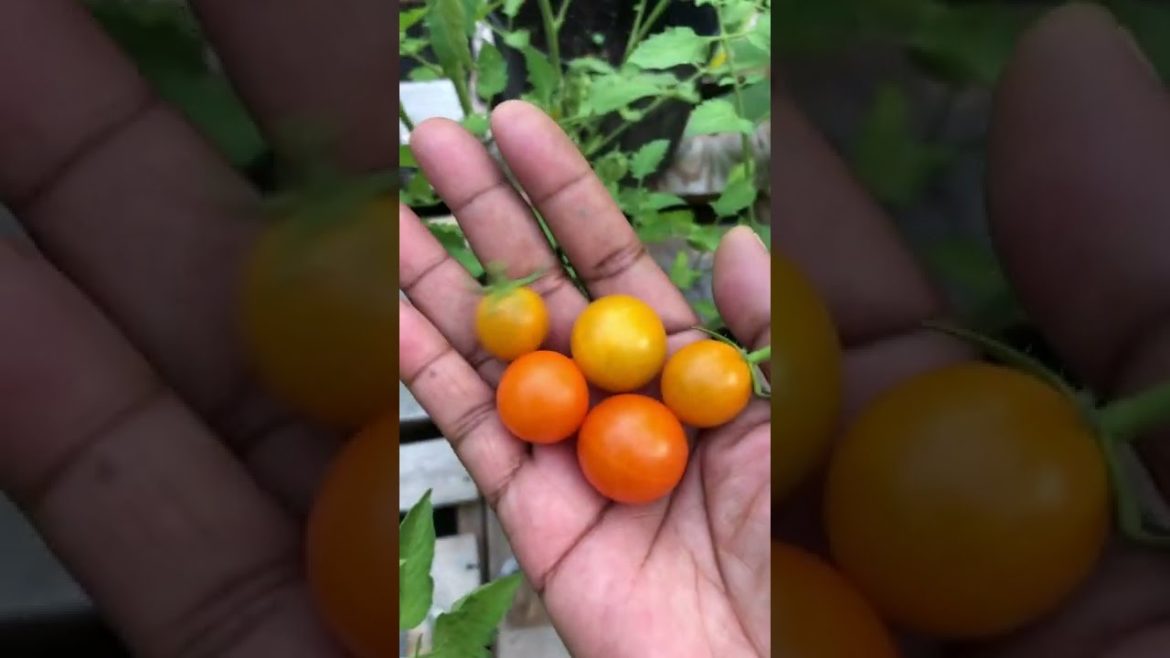 Growing Sungold Tomatoes|Container Garden