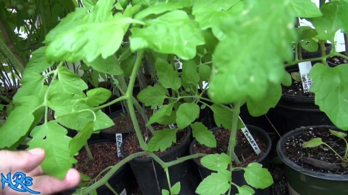 ⟹ How to thin out tomato plants | garden tips | Increase your tomato yield