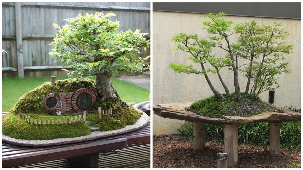Bonsai – beautiful decorative dwarf trees! 35 ideas for inspiration! Bonsai - beautiful decorative dwarf trees! 35 ideas for inspiration!