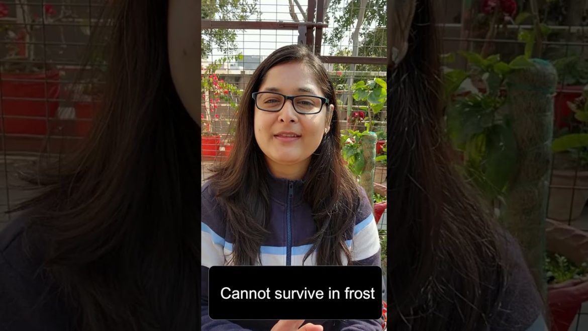 Tulsi care in winters #shorts #gardening #tulsicare