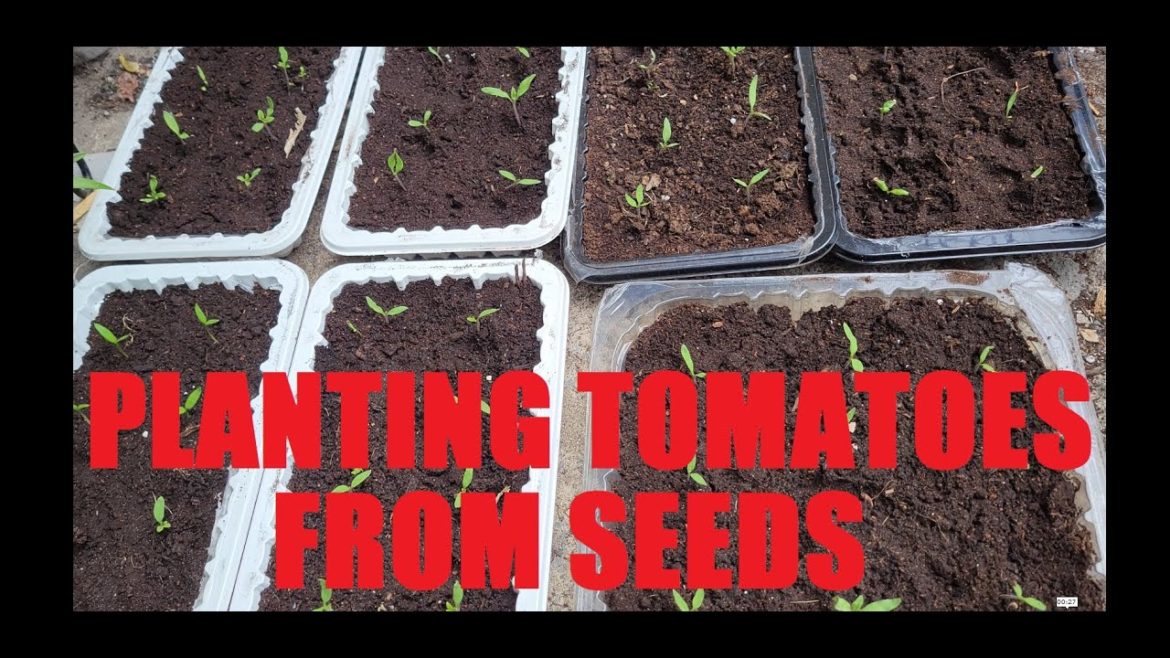 Planting tomato from seed – part 1 | Gardening on Pot | Small Space Garden Planting tomato from seed - part 1 | Gardening on Pot | Small Space Garden