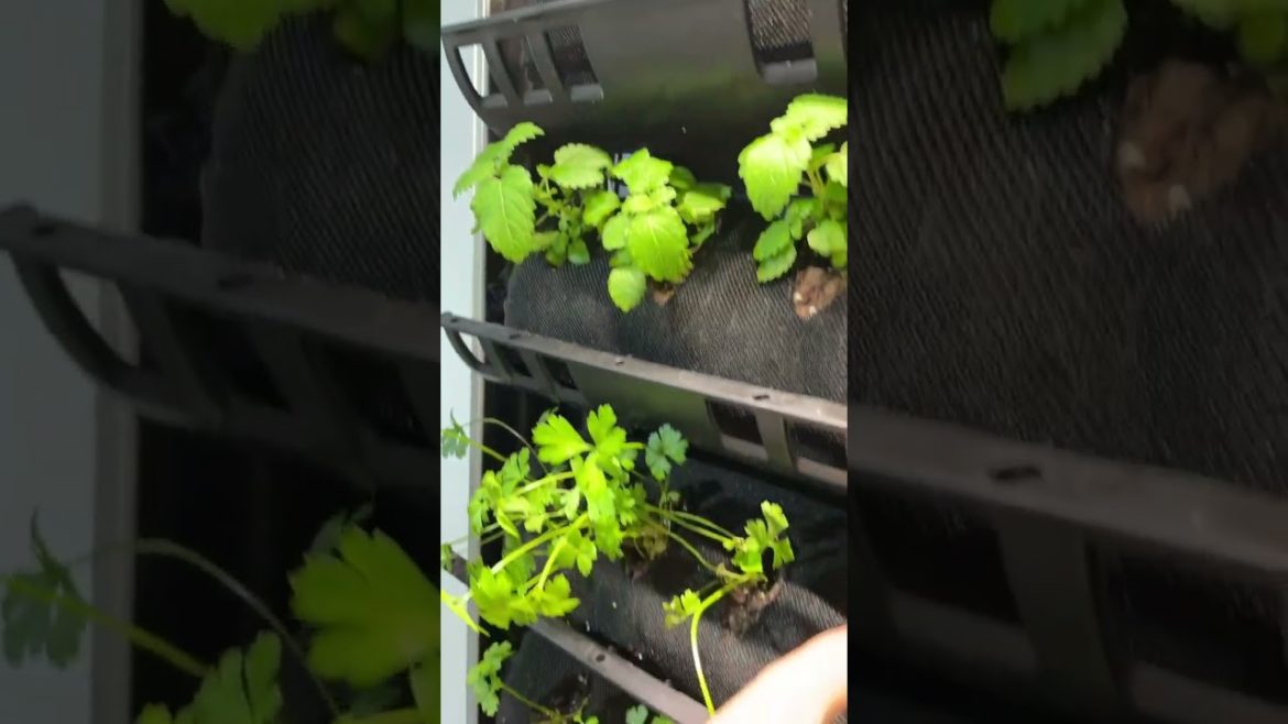 Finishing the Indoor Varden 36 Installation