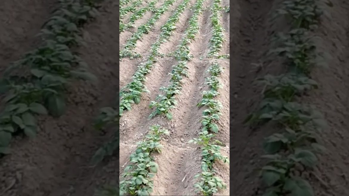 Potato Field #shorts