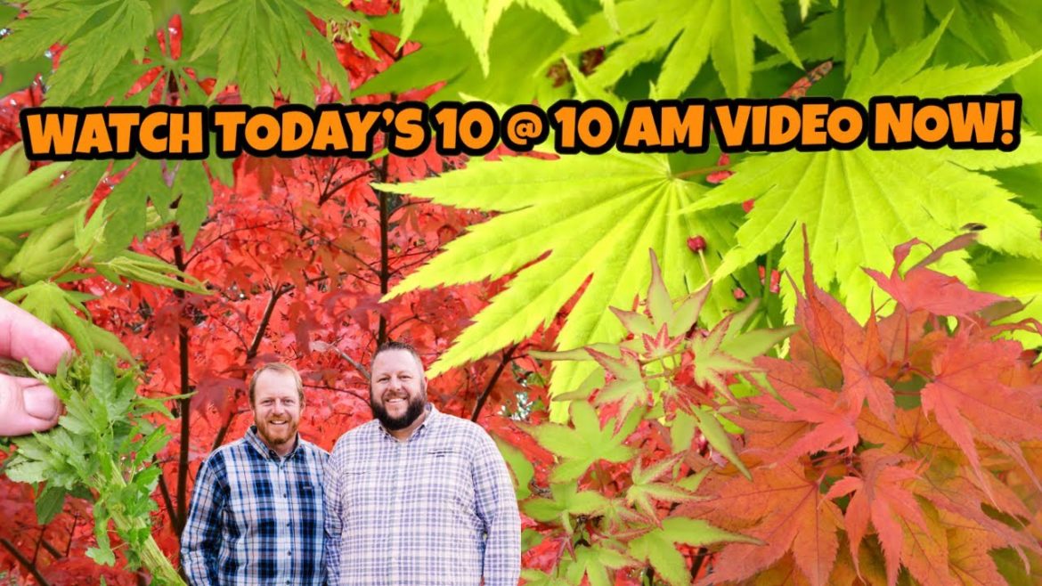 Mr. Maple’s Groundbreaking 10@10 for January, 17 2023! Japanese Maples, Ginkgo Trees & Conifers!