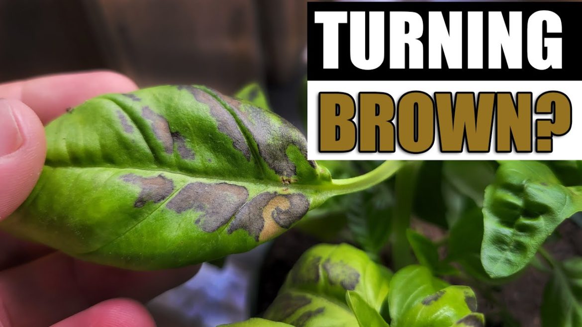 Why Basil Leaves Turn Brown – Garden Quickie Episode 117 Why Basil Leaves Turn Brown - Garden Quickie Episode 117