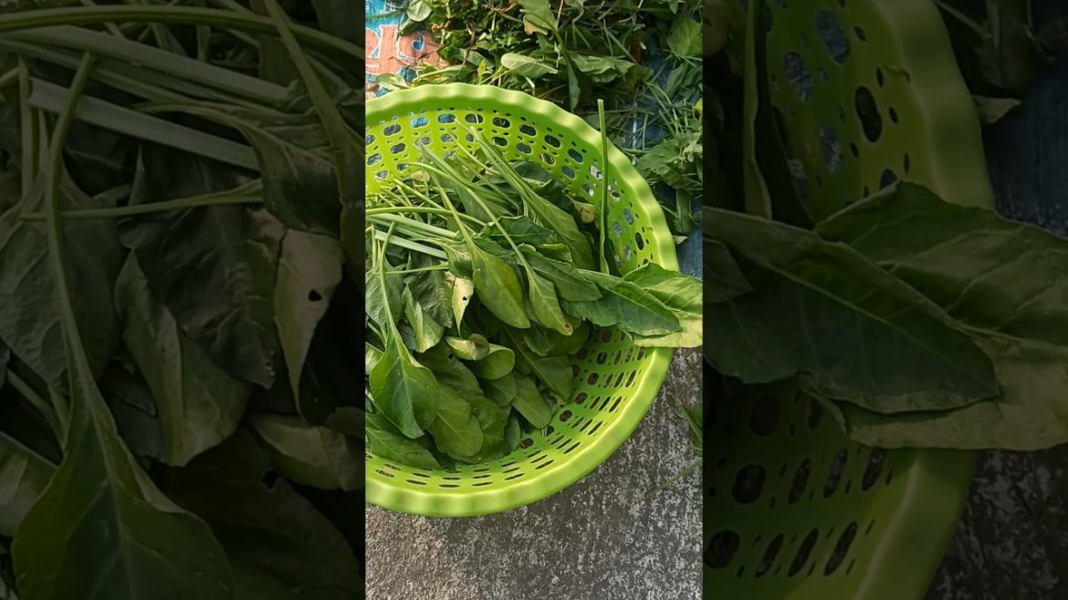 spinach harvesting | palak ki sag |first time harvesting a lot | #simplegarden #shorts