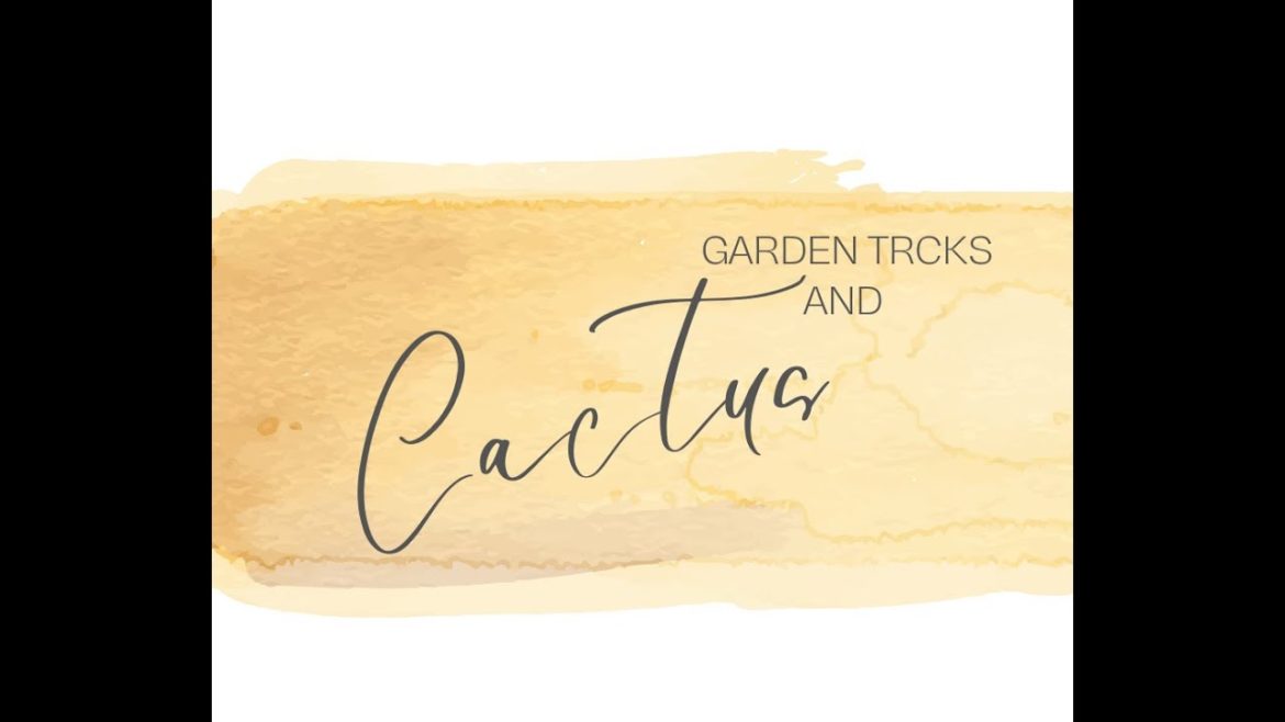 Create Your Own Unique Cactus Garden – Tips & Tricks! Create Your Own Unique Cactus Garden - Tips & Tricks!