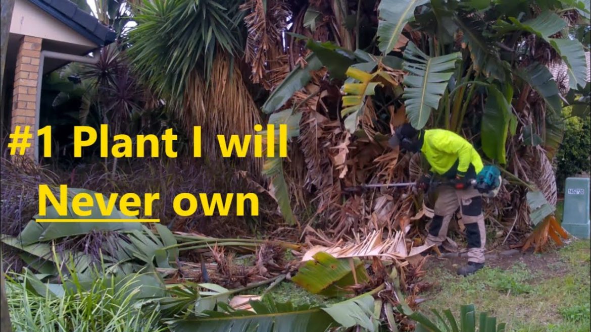 Small Yard Part III. Front Yard Clean Up. Bird of Paradise Removal