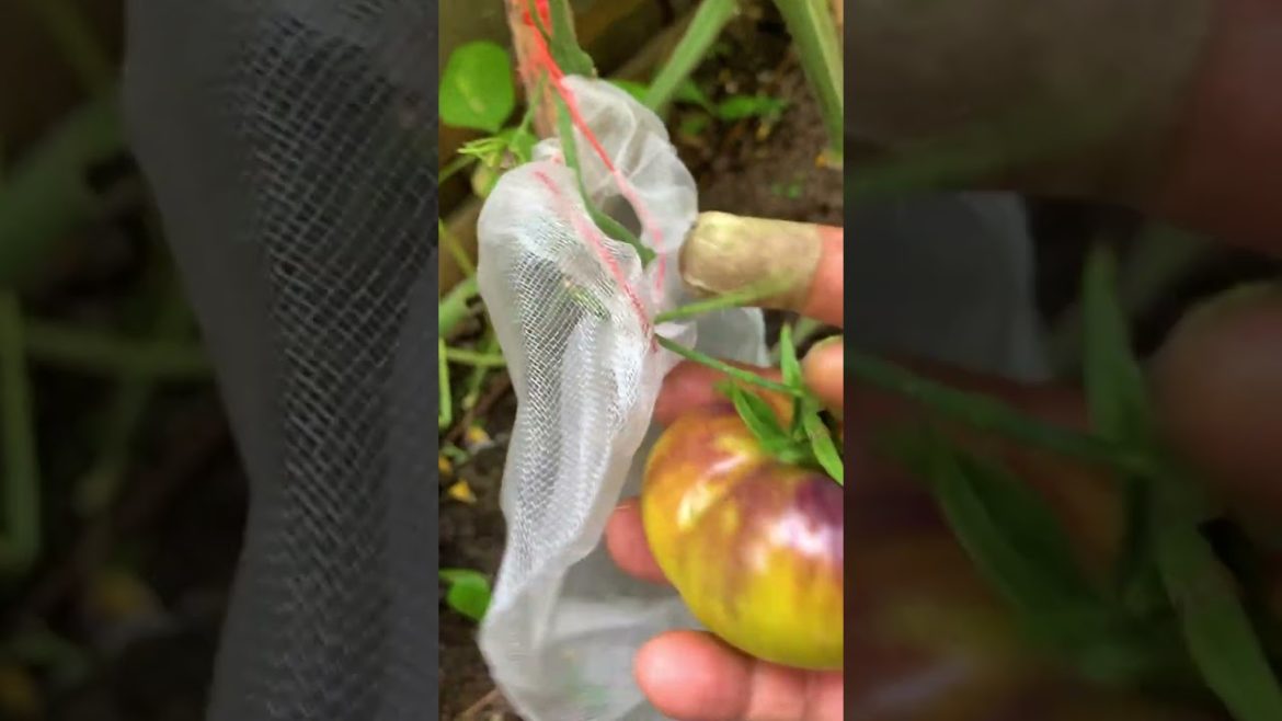 Backyard harvest! Our tomato variety list Backyard harvest! Our tomato variety list
