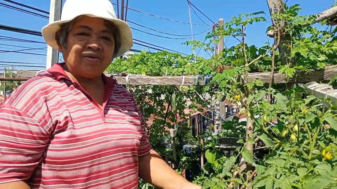 My mini garden | Harvesting vegetables and some gardening tips