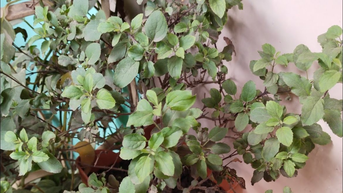 winter care tips for Tulsi plant ☘️ #tulsi #shorttips #shorts