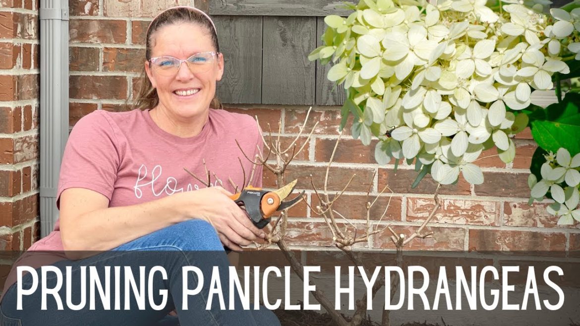 HOW to Prune Panicle Hydrangeas: The Right Way || Limelight Hydrangreas || Winter Pruning || Zone 8
