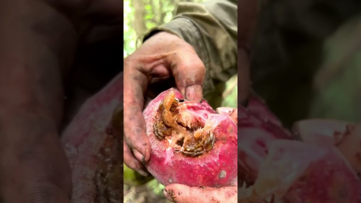 Harvest Fig fruit in forest
