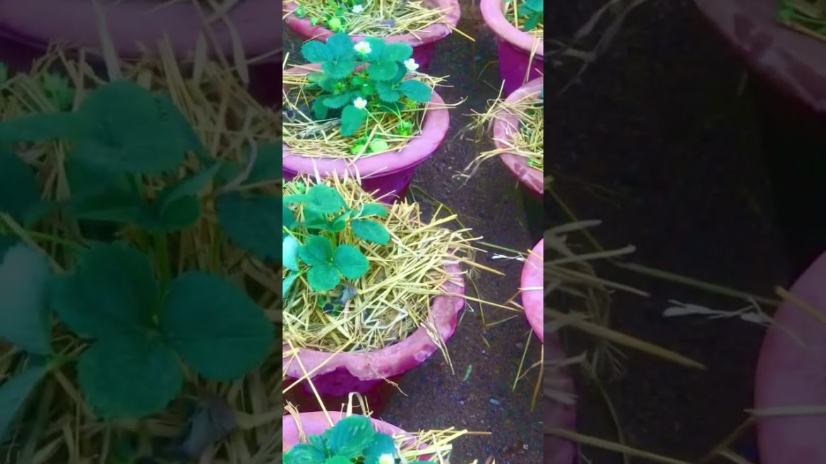 Strawberry 🍓 plant 🌱 grow in pot at home॥Grow Organic Strawberries 🍓#shorts #viral #Ranju’sgarden