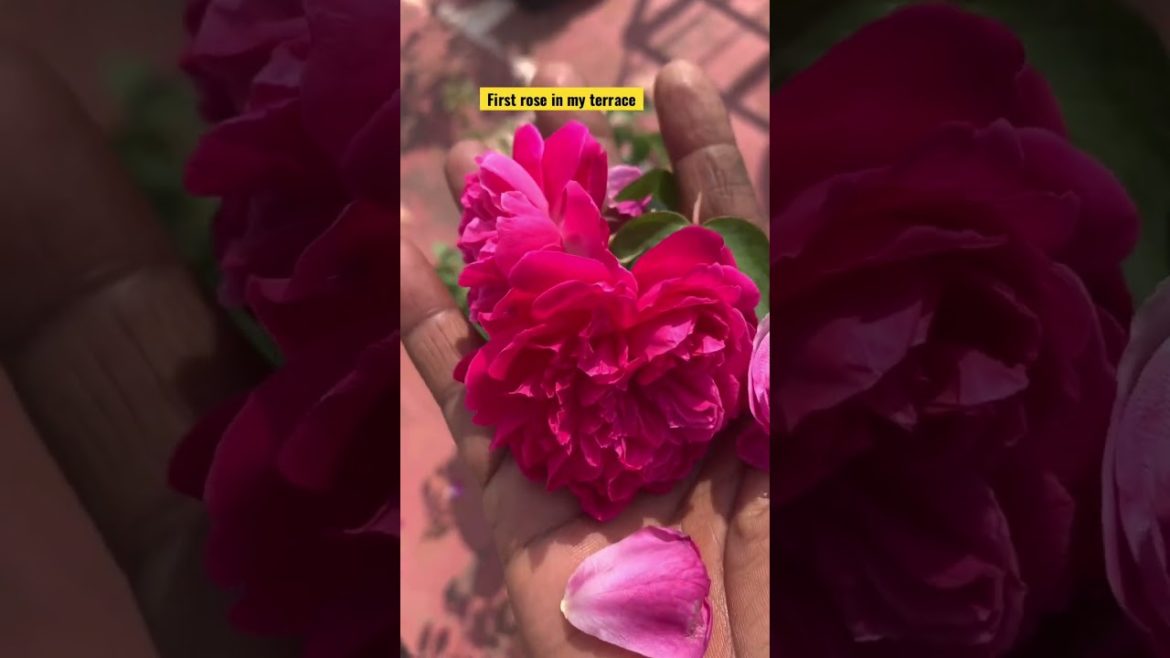 பொங்கல் பரிசு.Pongal 2023😘.Tips for rose plant#terracegarden#gardeningtips#pink-rose#shorts