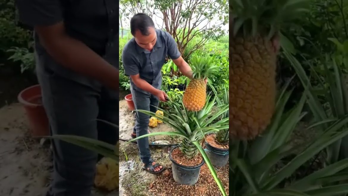 Growing Pineapple in a pot #gardening #shorts