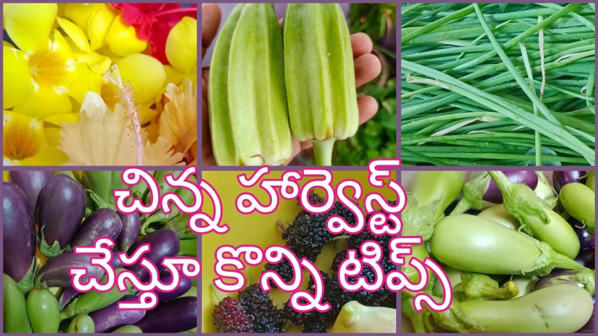 Today Harvest||Harvest|| Terrace garden harvest||Garden Tips Today Harvest||Harvest|| Terrace garden harvest||Garden Tips