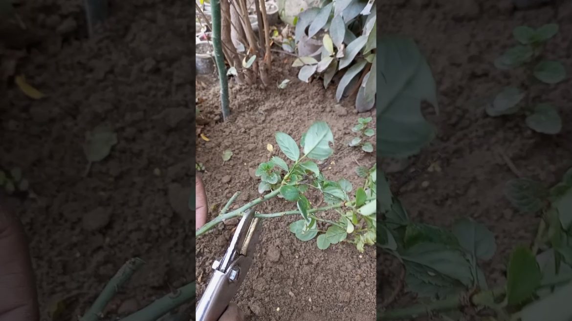 Rose plant growing tips #shorts #youtubeshorts #gardening Rose plant growing tips #shorts #youtubeshorts #gardening