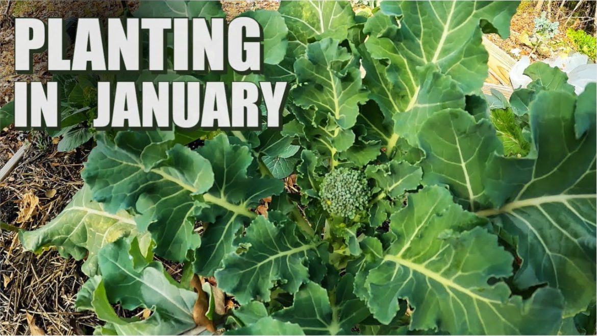 What we are planting in our garden in January