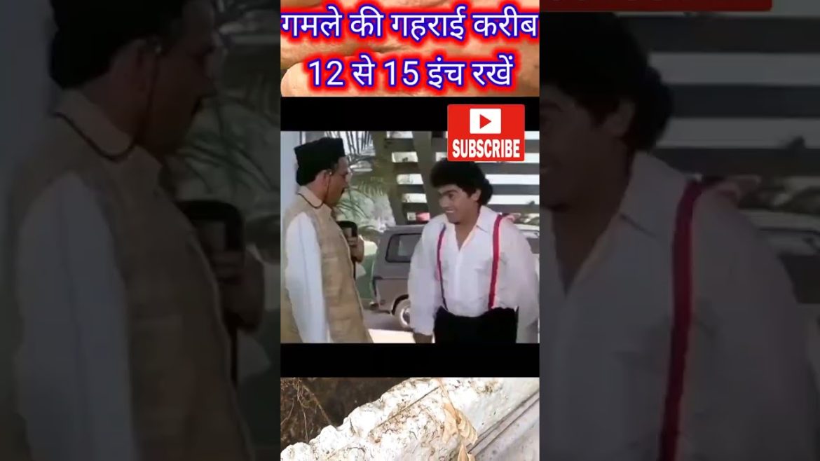 How to grow radish, vegetables at home/Gardening tips#shorts @Terrace and Gardening How to grow radish, vegetables at home/Gardening tips#shorts @Terrace and Gardening