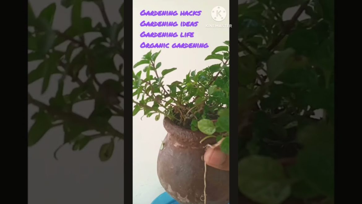 organic gardening|beginners gardening ideas|garden life hacks #shorts#shortvideo organic gardening|beginners gardening ideas|garden life hacks #shorts#shortvideo