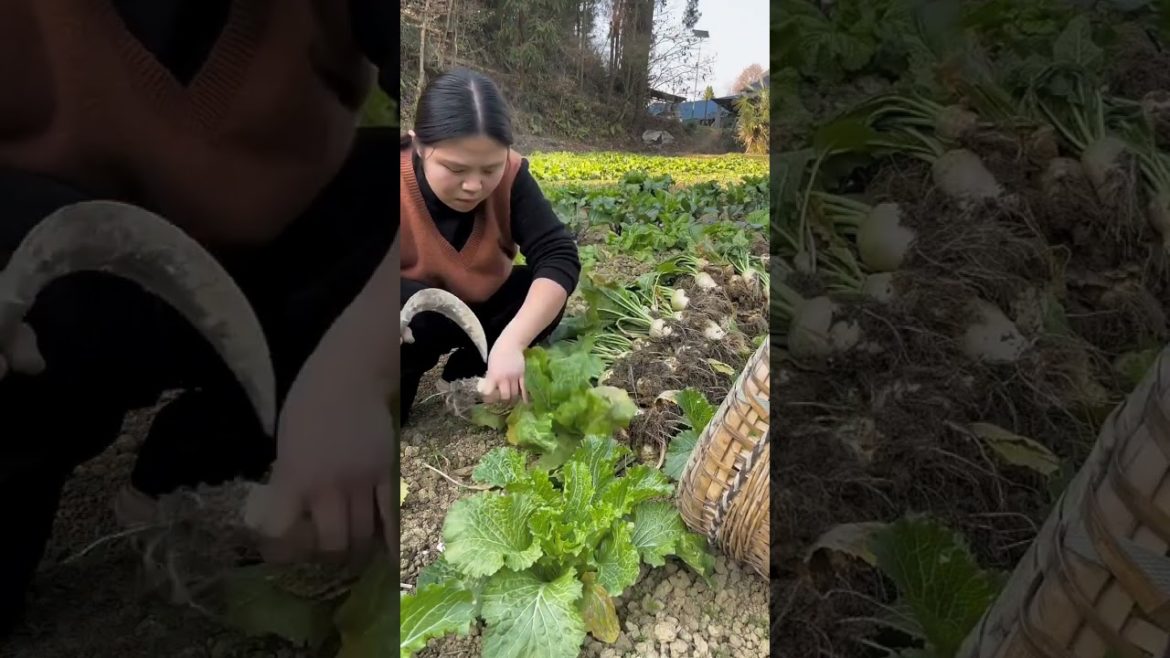 Beautiful Nature with Rural Life (P104) #shorts