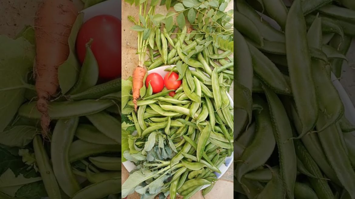 vegetables harvest#shorts#semphali