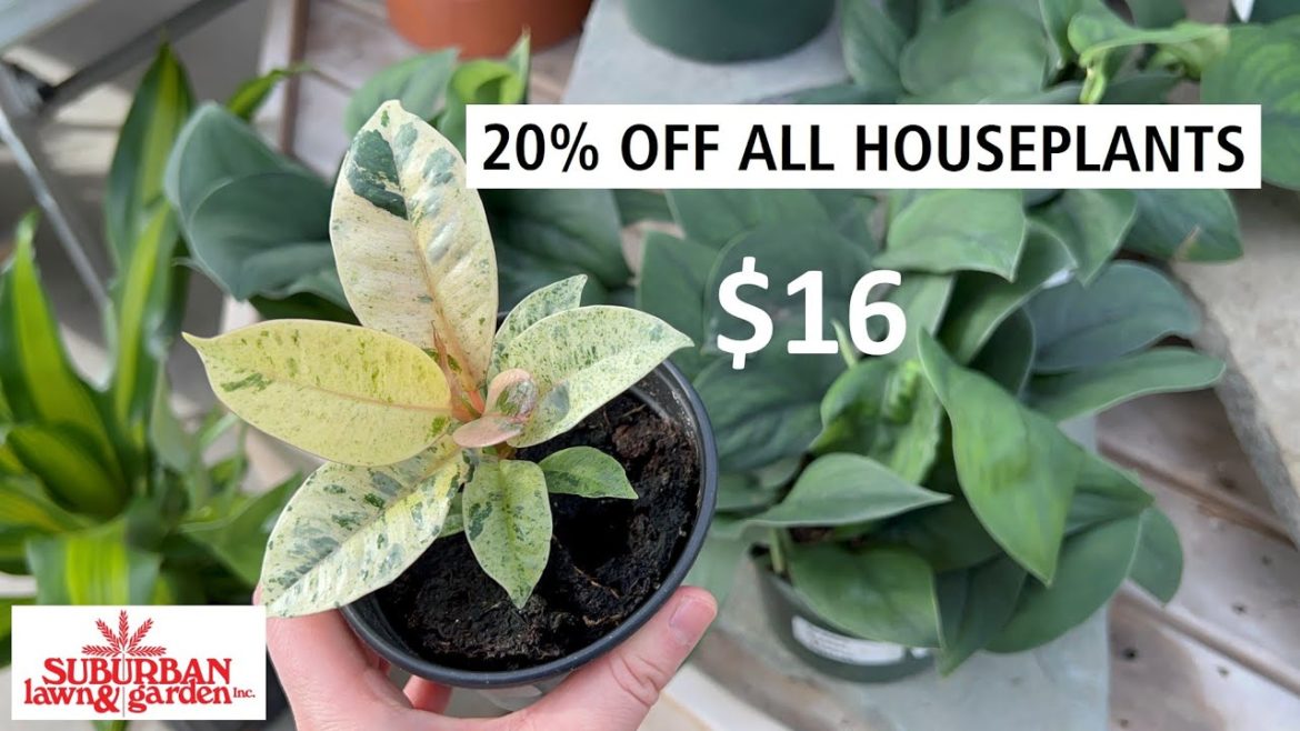 $12 P. Melanochrysum, $16 Ficus Shivereana & Scindapsus Jade! 20% Off All Houseplant at Suburban $12 P. Melanochrysum, $16 Ficus Shivereana & Scindapsus Jade! 20% Off All Houseplant at Suburban