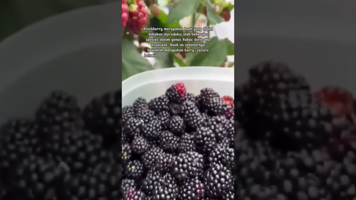 Fakta Buah BLACKBERRY || #shorts #fruit #fyp #reels #gardening #agriculture #usa Fakta Buah BLACKBERRY || #shorts #fruit #fyp #reels #gardening #agriculture #usa