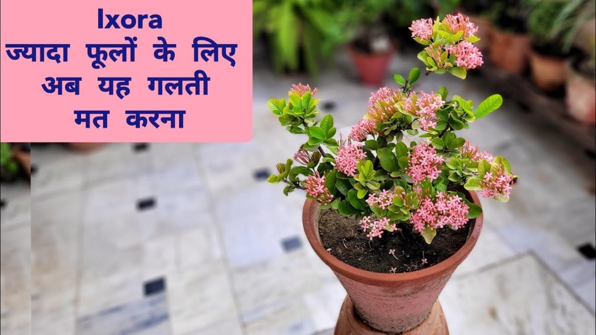 Ixora एकसाथ ज्यादा फूलों के लिए अब यह गलती मत करना | Ixora plant care tips