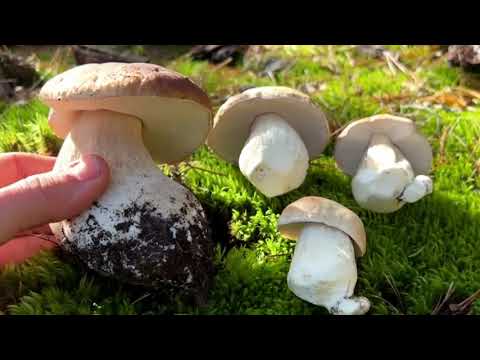 There are many different mushrooms in the forest  PORCINI MUSHROOMS ARE JUST WONDERFUL! There are many different mushrooms in the forest  PORCINI MUSHROOMS ARE JUST WONDERFUL!