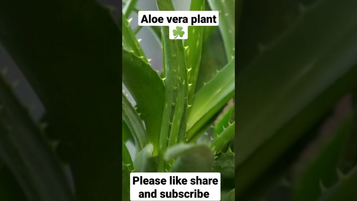 indoor gardening| garden plant |Aloe vera #shorts #ytshorts #shortsfeed #viral #trending #aloevera