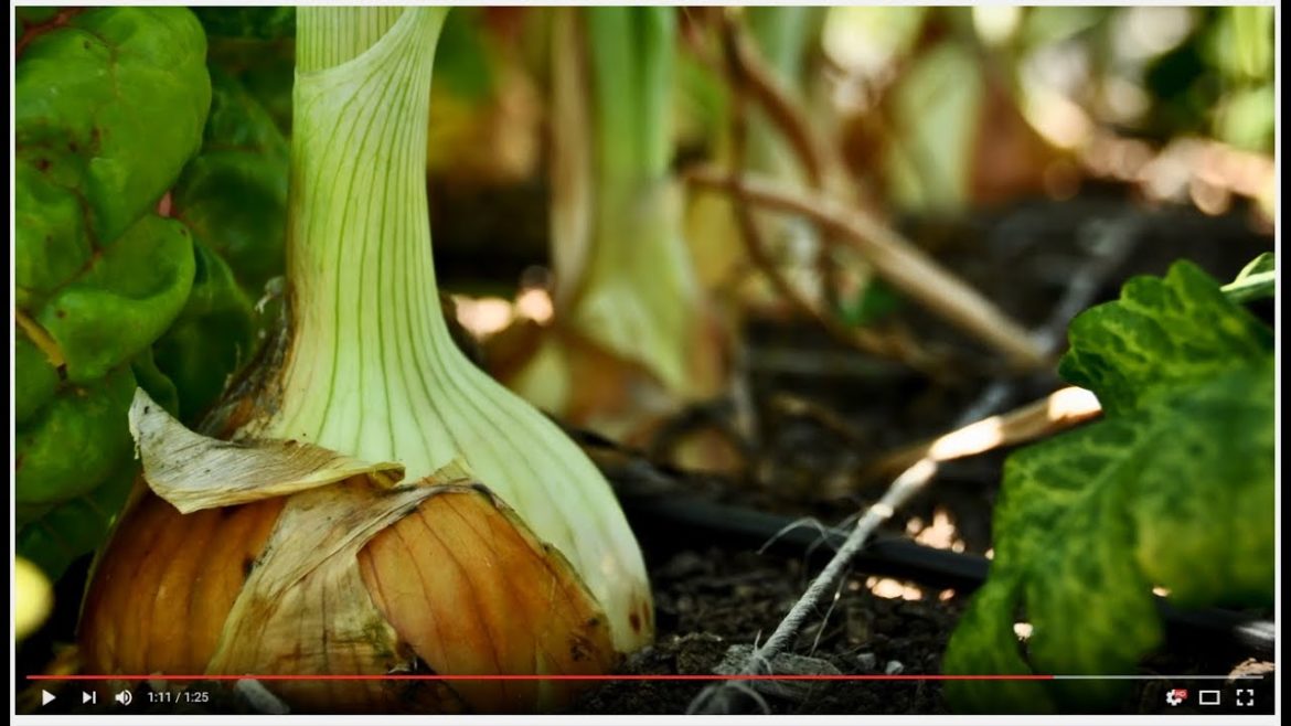 Why do local gardeners love GroCo compost made with Loop?