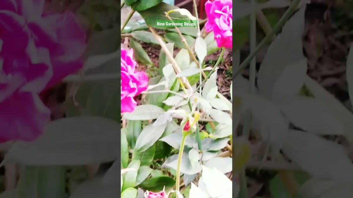 Rose Gardening Design . Rose decoration ideas. #viralvideo #viral #gardening #shorts #shortsvideo . Rose Gardening Design . Rose decoration ideas. #viralvideo #viral #gardening #shorts #shortsvideo .