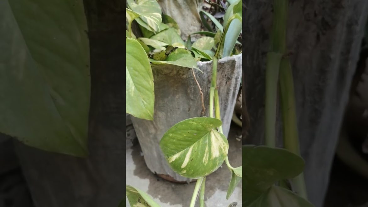 Growing Money Plants: Tips and Tricks for a Lush