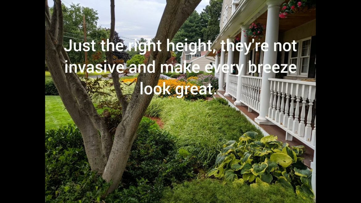 I'M NOT A HORTICULTURIST BUT I PLAY ONE ON YOUTUBE: Ice Dance Japanese Sedge